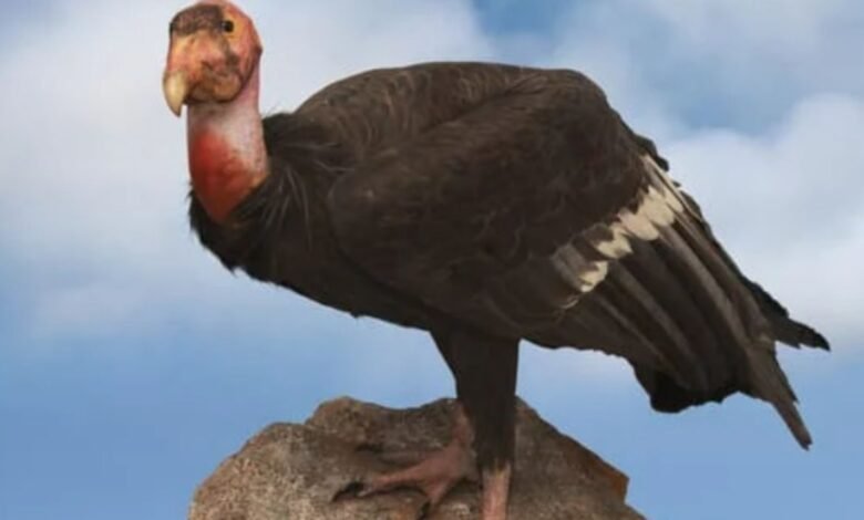 Zoo Breeds Record Number of Condor Chicks for Release