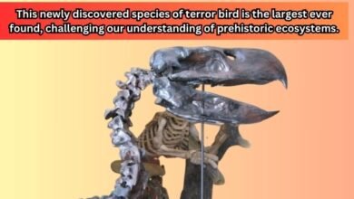 Researchers Uncover Massive Ancient 'Terror Bird' Fossil in South America