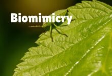 Biomimicry