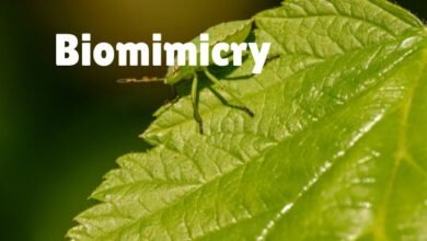 Biomimicry