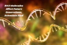 RNA Molecules Affect Future Generations, Scientists Find