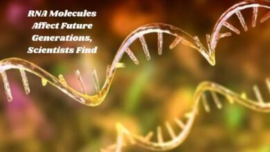 RNA Molecules Affect Future Generations, Scientists Find